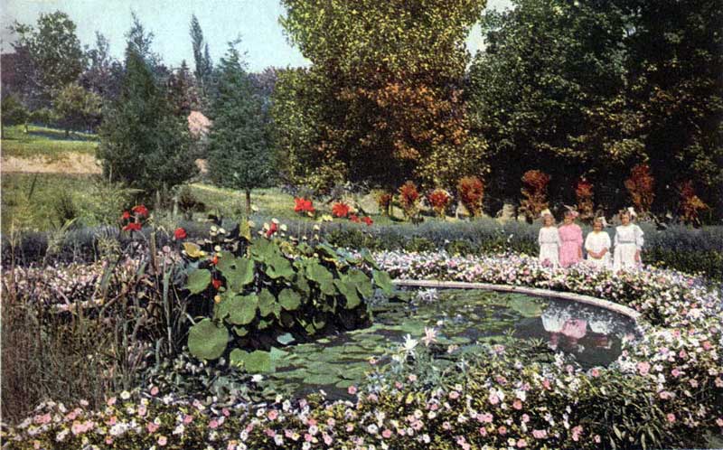 The lily pond