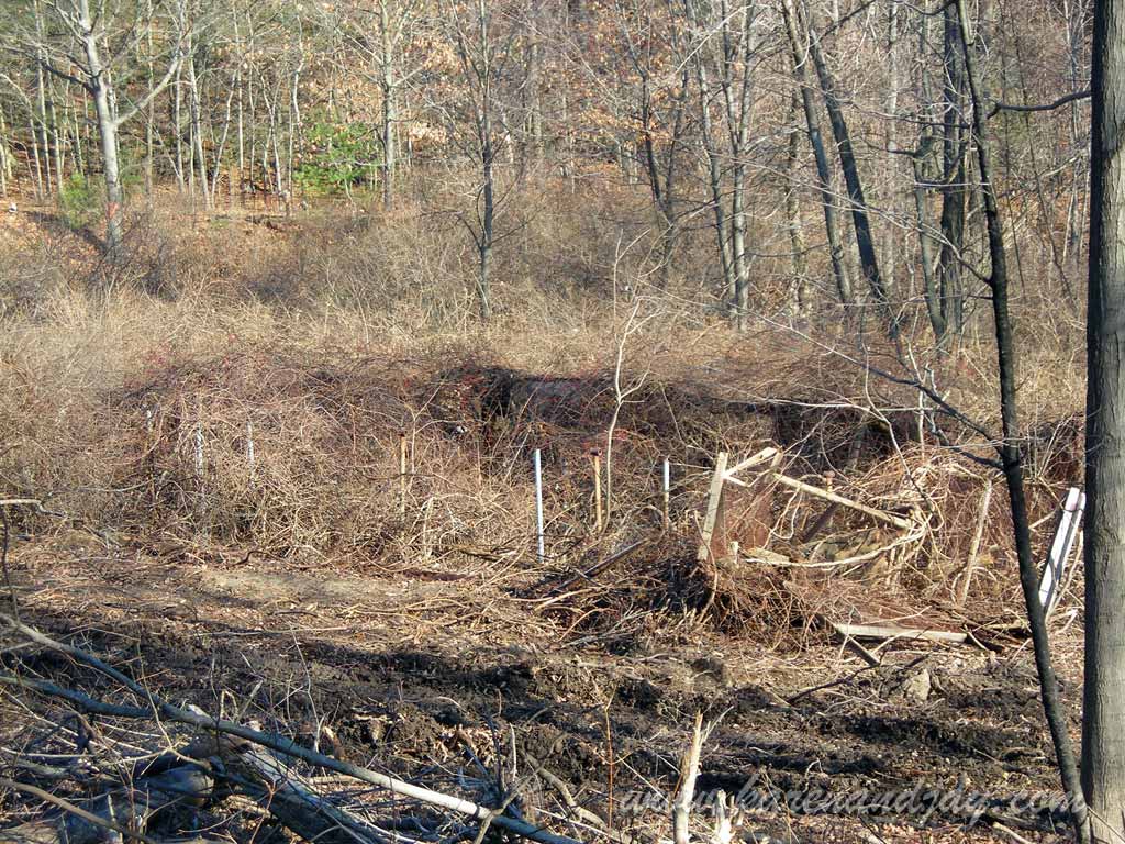 Animal Land Remains, 2008
