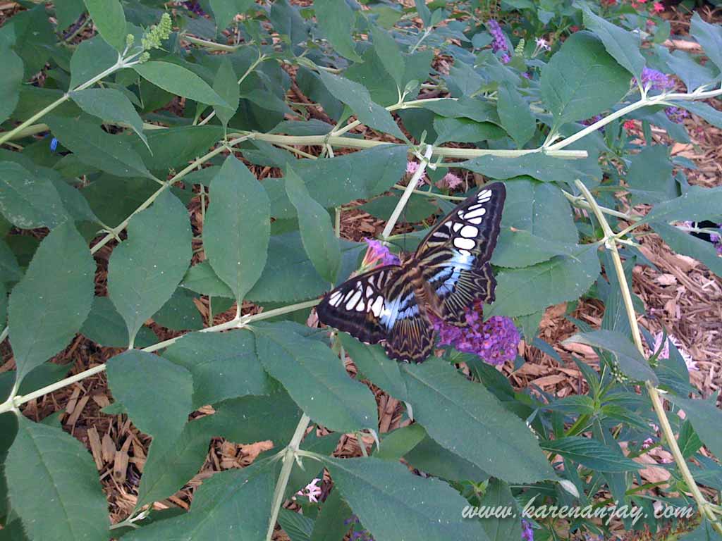 Cedar Point and PutinBay, June 2009